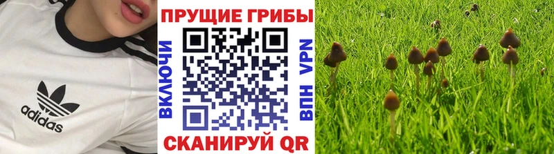Псилоцибиновые грибы Cubensis  Бирюсинск 